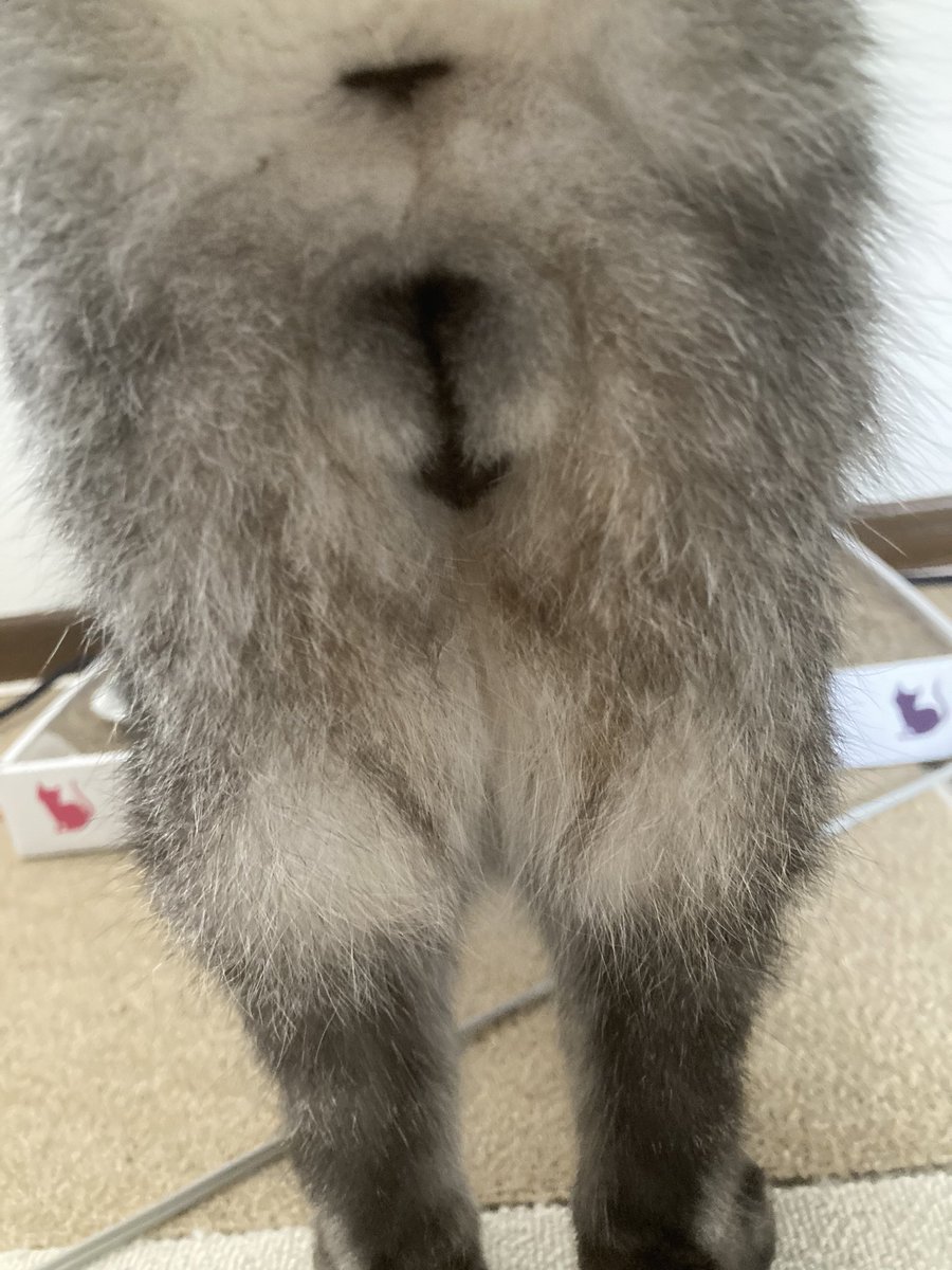 猫藤🔥 tweet media