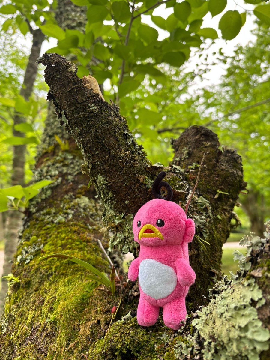 abciee's tweet photo. とっても自然がいっぱいだシ…

なんだか空気もおいシ～(ε *´艸｀)3

#エビシー #自然 #空気 https://t.co/Os5PLbATcz