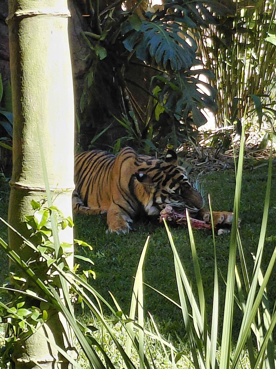 sp3rmlord's tweet photo. my cousin went to australia and took some photos of the sumatran tigers there 

#SumatranTiger #AustraliaZoo 
📷 03/06/26 https://t.co/ydZn4obM3n