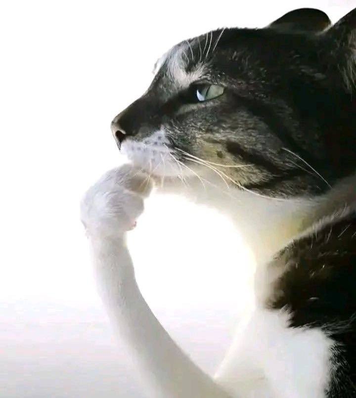 dedmoldyrat's tweet photo. IM CRYING WHY IS MY CAT LIKE THIS https://t.co/OPGkG9Ahjx