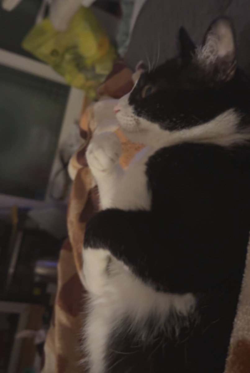 dedmoldyrat's tweet photo. IM CRYING WHY IS MY CAT LIKE THIS https://t.co/OPGkG9Ahjx