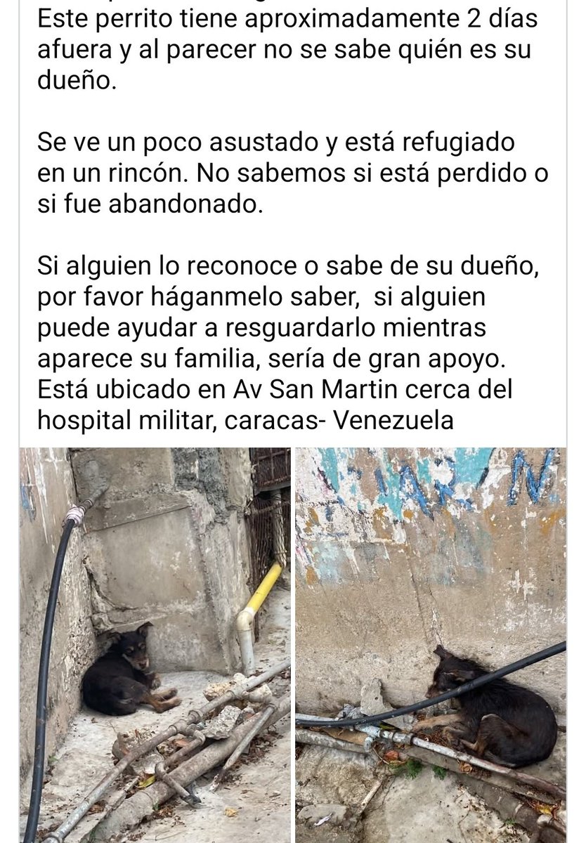 PerroUsuario's tweet photo. Reportan a este pequeño que necesita resguardo URGENTEEEE. Lamentablemente no hay número de contacto https://t.co/9keKxlhyN3