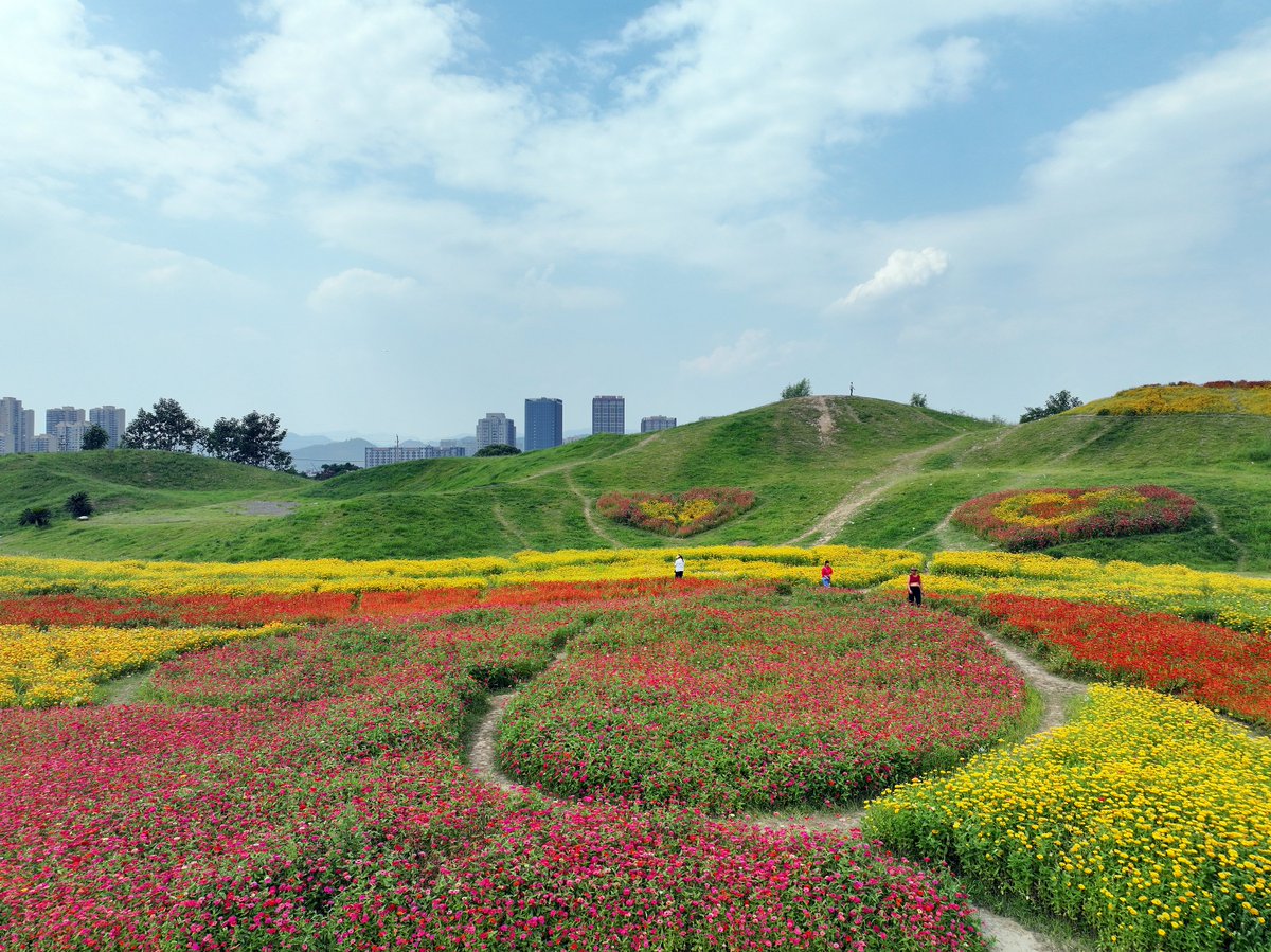 aidongyang23's tweet photo. 江滨北��东延道路北侧的网红坡姹紫嫣红，波斯菊、百日草等各色花卉竞相绽放，美不胜收。据了解，这片网红坡经过景观提升改造，已然成为远近闻名的网红打卡点，眼下正值盛花期，许多游客慕名前来游玩。 https://t.co/h5HXctaeCe