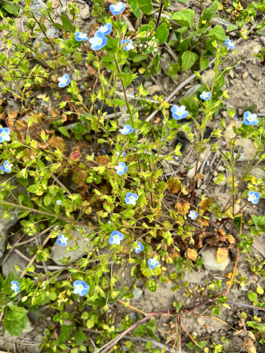 sonata0225's tweet photo. A lovely little flower I found in a highland field.πΈ#Smallflower #Highland https://t.co/TgB8iXxeQD