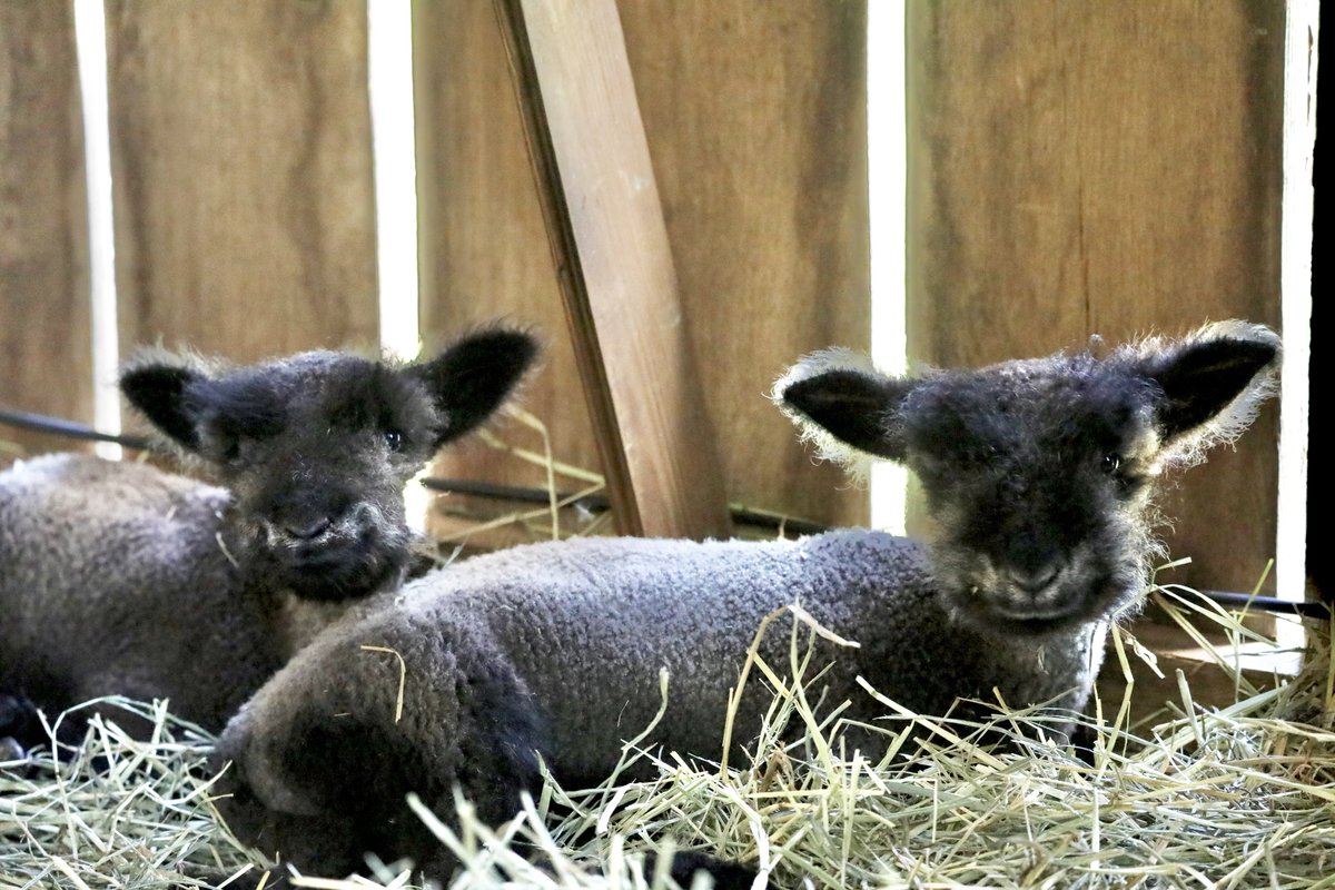 dustinkittle's tweet photo. The newest lambs, Dorothy and Toto https://t.co/PlxWy5BowG