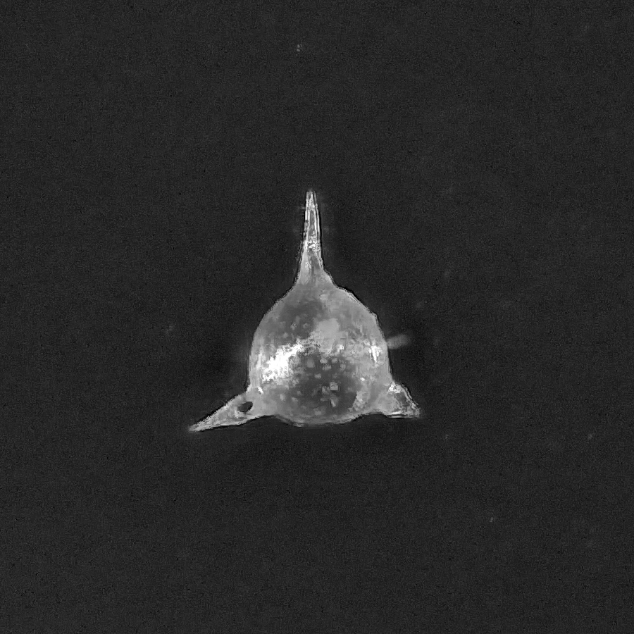 microscope61's tweet photo. RC GEARさんからいただいた鴨川のコンクリーション中の放散虫その２。１枚目はHexastylus aculeata、２枚目は割れやすいSiphonosphaera hyalina、３枚目はCladococcus cervicornis、４枚目はHaeckeliella？ 私は素人なので名称は間違っている可能性大です。#放散虫の日 https://t.co/hvBZxgZKpp