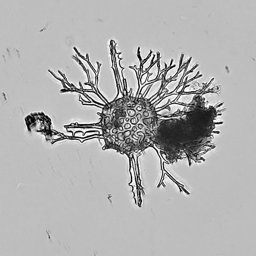 microscope61's tweet photo. RC GEARさんからいただいた鴨川のコンクリーション中の放散虫その２。１枚目はHexastylus aculeata、２枚目は割れやすいSiphonosphaera hyalina、３枚目はCladococcus cervicornis、４枚目はHaeckeliella？ 私は素人なので名称は間違っている可能性大です。#放散虫の日 https://t.co/hvBZxgZKpp