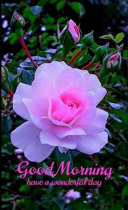 PM_Narendhar's tweet photo. 🕉️ Shirdi SaiBaba Says 🕉️ Stop scrolling for a moment...
Look into my eyes and make one wish.
Then leave everything at my feet #SaiBaba #Goodmorning Happy Baba's Day https://t.co/5kDu72IOVq