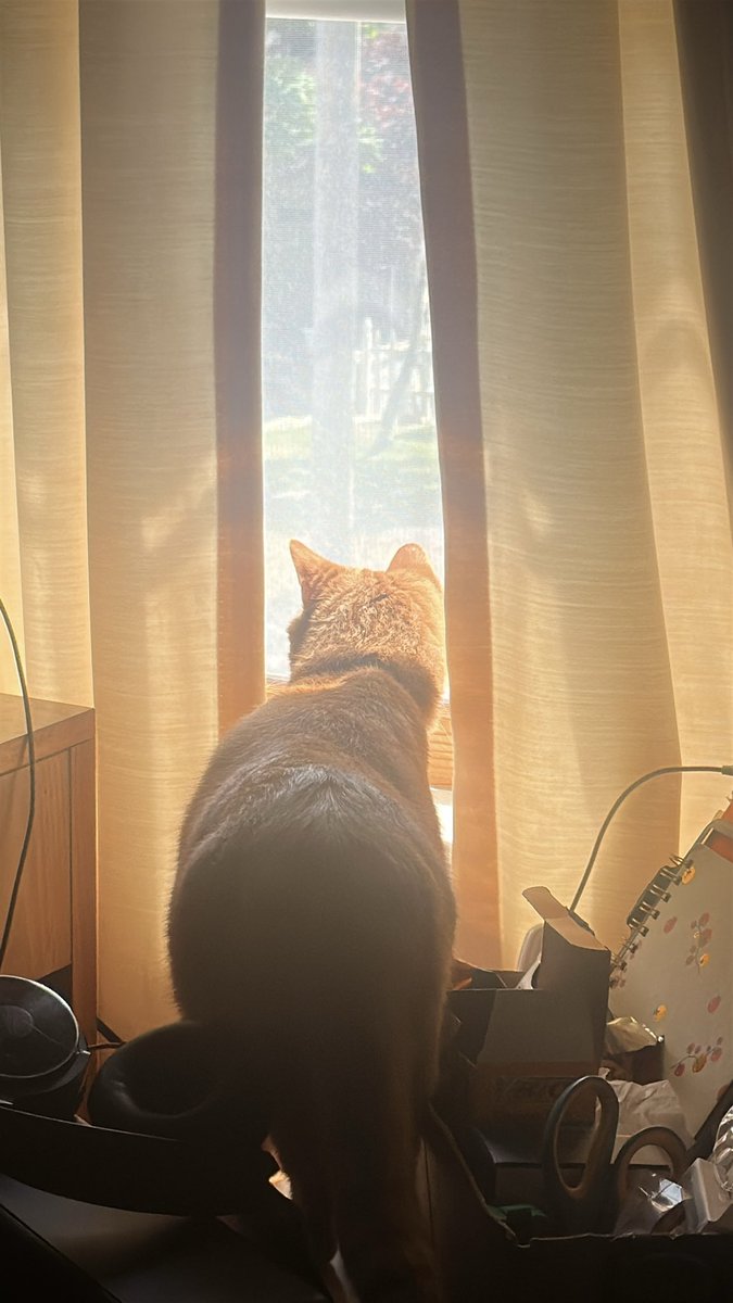 therjglines's tweet photo. Julius was pondering earlier, thought I’d share https://t.co/f0w4PRr83m