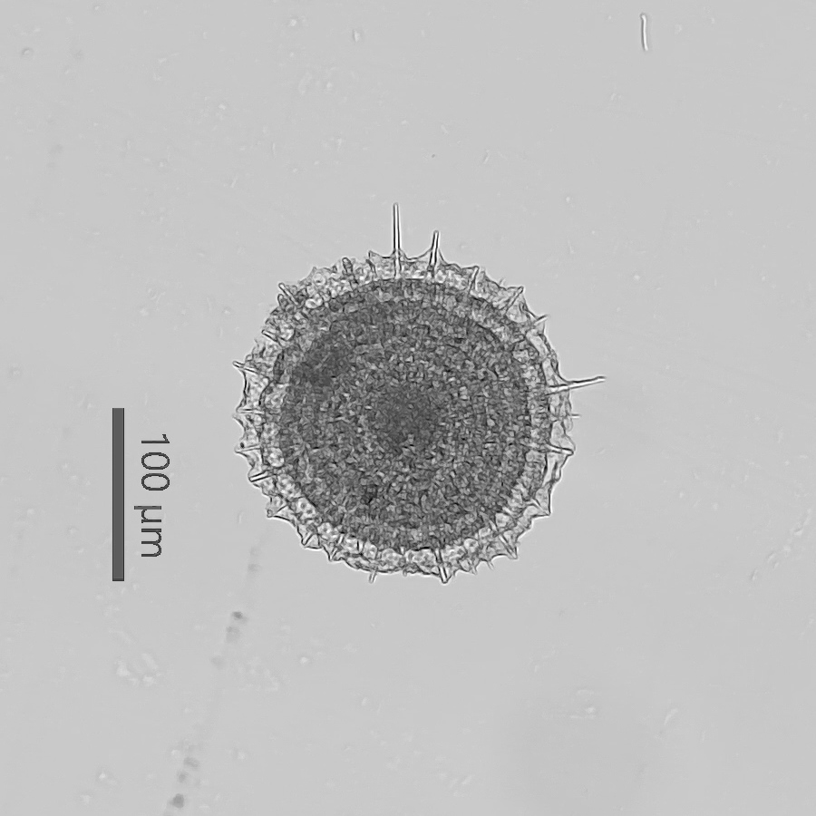 microscope61's tweet photo. RC GEARさんからいただいた鴨川のコンクリーション中の放散虫その４。１枚目はSpongodiscus resurgens、２枚目はStylodictya tenuispina、３枚目はDiartus pettersson、４枚目はDictyocoryne truncatum？ 私は素人なので名称は間違っている可能性大で、３枚目のものはDidymocyrtisかも。#放散虫の日 https://t.co/K2cKIn3E6N
