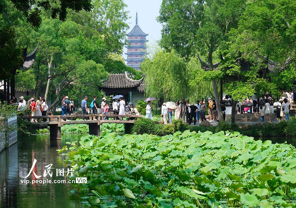 PDChinese's tweet photo. 【江蘇蘇州：拙政園夏荷疊翠享清涼】初夏時節，江蘇蘇州持續升溫。綠蔭掩映、荷塘疊翠的拙政園內，不少市民遊客前來游賞，在古典園林中盡享夏日裡的一抹清涼。 https://t.co/4PQIY2EU12