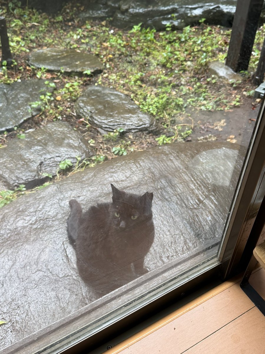 kaerujun's tweet photo. 東京は台風の影響で雨です。
🐈‍⬛のお母ちゃんが来ていたので少し開けてやると、上がって爪研ぎをしていきました。息子と一緒でなく、単独で入ってくるのはめずらしいかも(^-^) https://t.co/BnD0mEmeT9