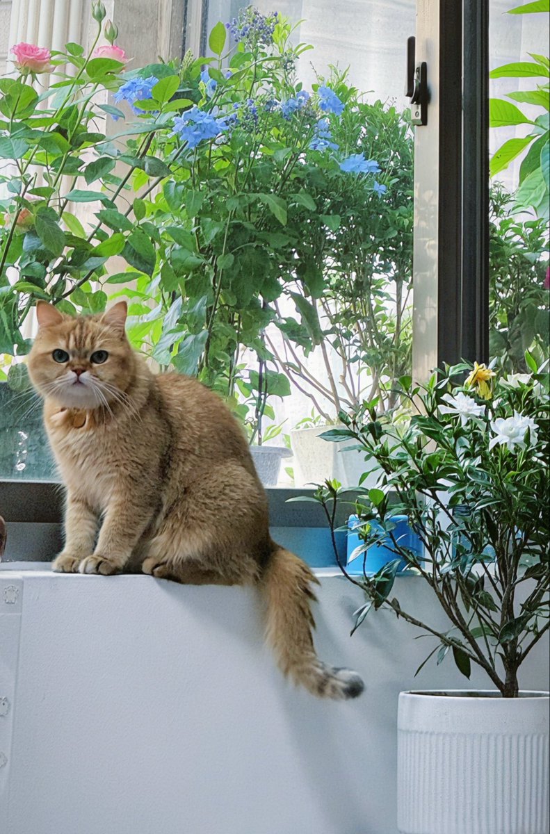 diveinff's tweet photo. 可爱猫咪🐱
#cat #flower https://t.co/C2Pk3xIpxE