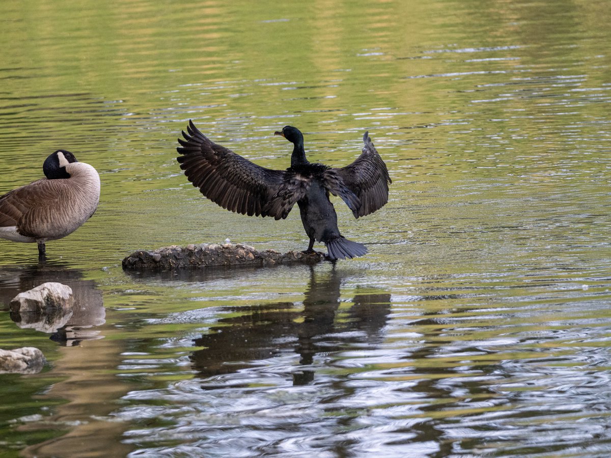 fag_daughter's tweet photo. normally in Goose World this sort of behavior would at the very least get you honked at, but this goose seemed to understand that the cormorant was just drying its wings after a lot of diving. https://t.co/Mw1w1EMXbx