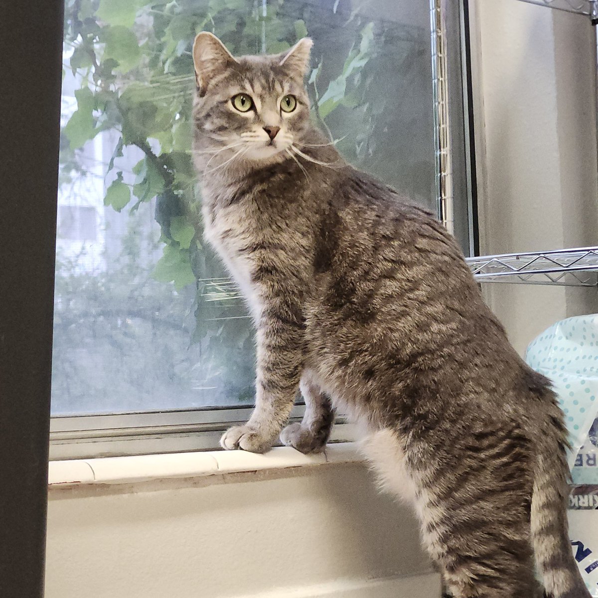 RobinRising_'s tweet photo. Before I forget 

Incredible State of Play!

Wolverine, Rayman, Until Dawn 2, Tomb Raider, God of War Laufey, etc.

Stellar reveals and showcases

What a baller move to announce Laufey with the first 20 minutes of the game. So in-depth and a perfect hook!

Here are my cats https://t.co/I3VuT9HhCq