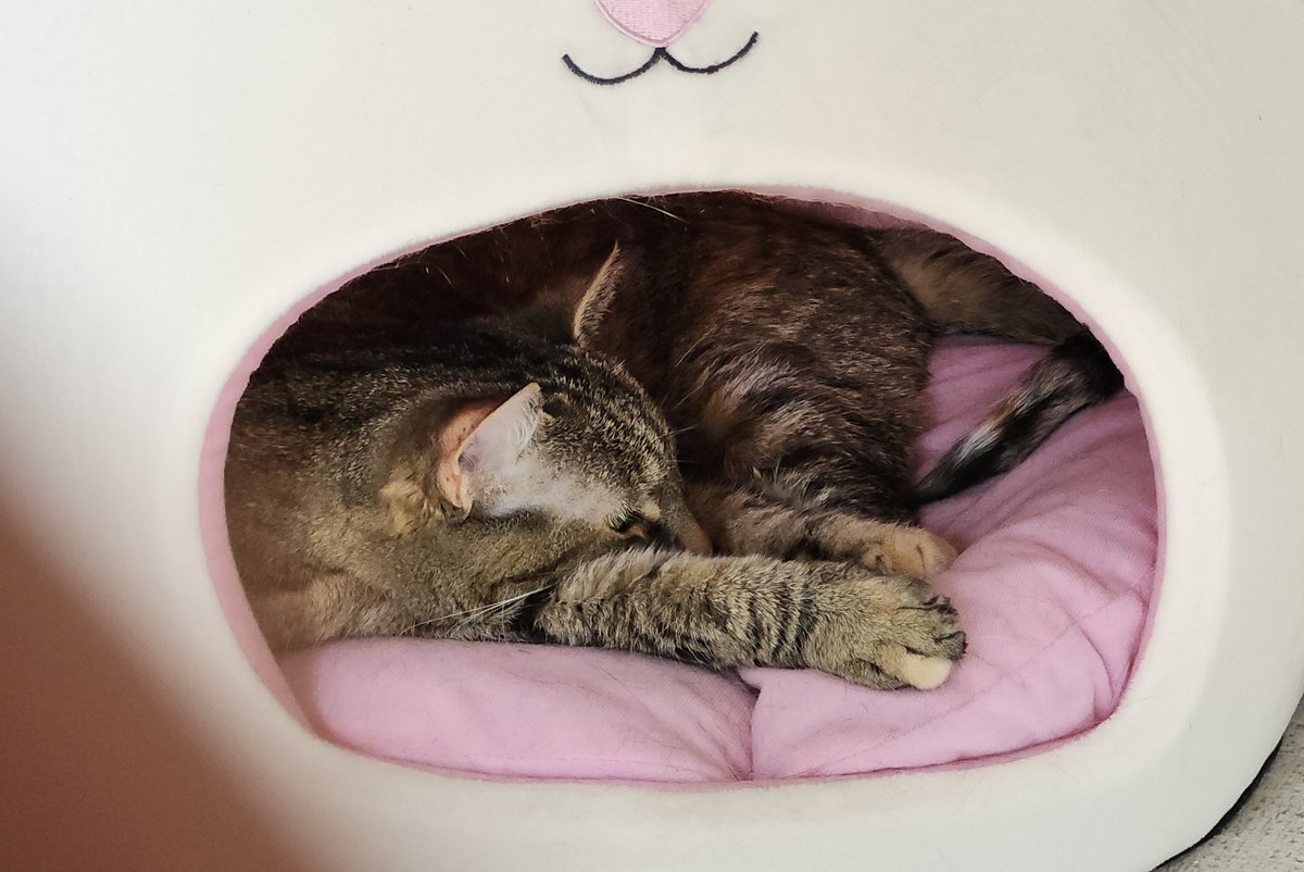 RobinRising_'s tweet photo. Before I forget 

Incredible State of Play!

Wolverine, Rayman, Until Dawn 2, Tomb Raider, God of War Laufey, etc.

Stellar reveals and showcases

What a baller move to announce Laufey with the first 20 minutes of the game. So in-depth and a perfect hook!

Here are my cats https://t.co/I3VuT9HhCq
