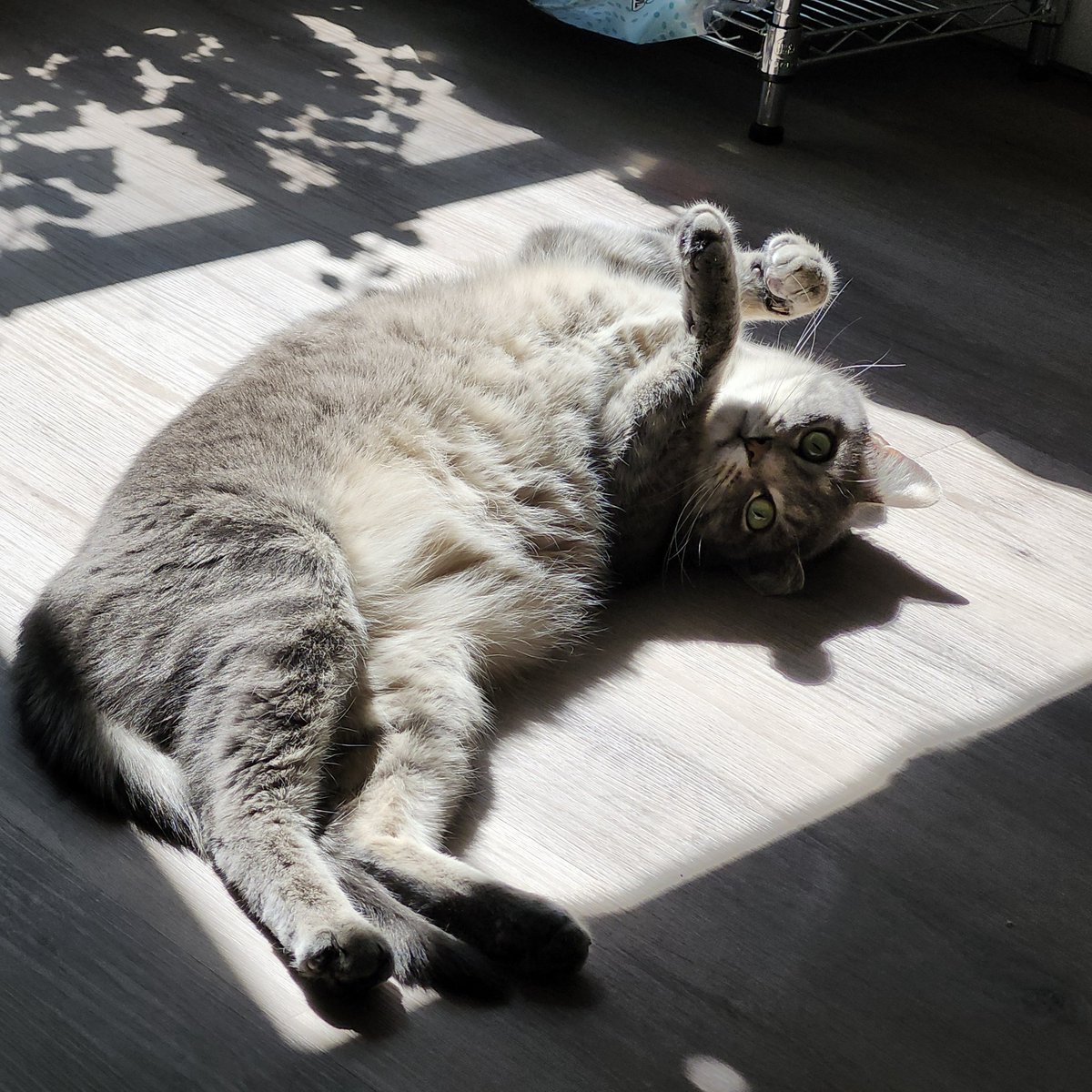 RobinRising_'s tweet photo. Before I forget 

Incredible State of Play!

Wolverine, Rayman, Until Dawn 2, Tomb Raider, God of War Laufey, etc.

Stellar reveals and showcases

What a baller move to announce Laufey with the first 20 minutes of the game. So in-depth and a perfect hook!

Here are my cats https://t.co/I3VuT9HhCq
