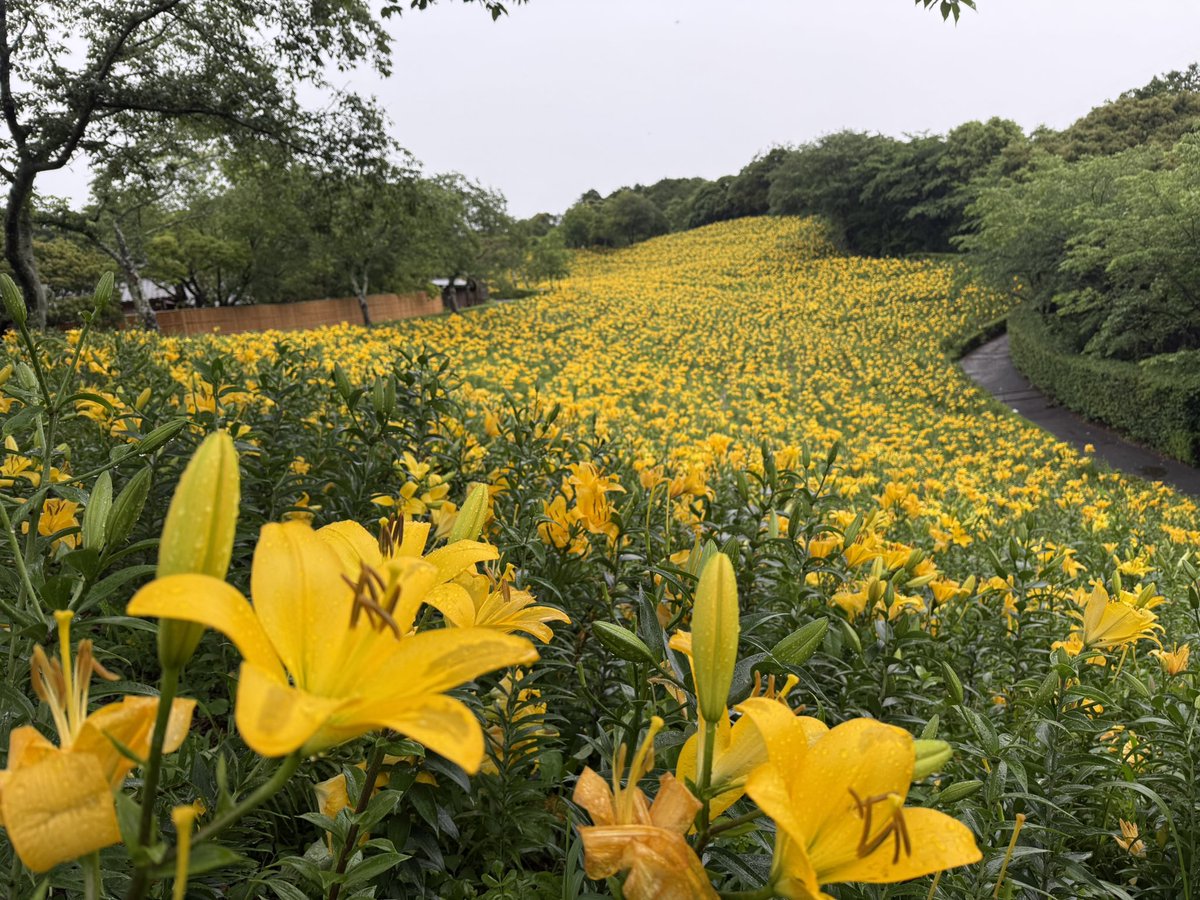 可睡ゆりの園 【公式】 tweet media