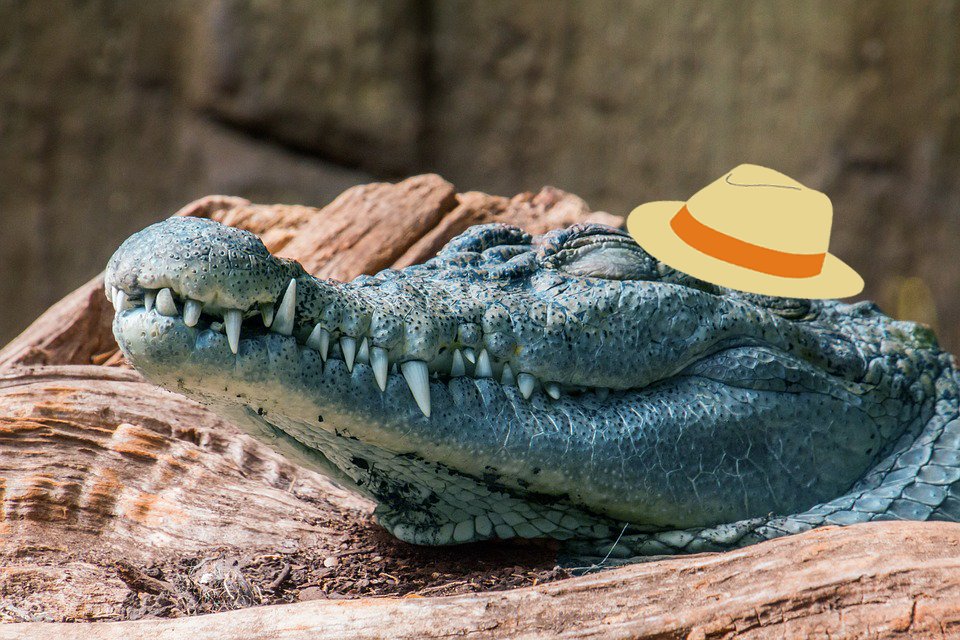 pacraos's tweet photo. Ya falta poco para entrar a Vacaciones 
Ya podre estar activo y podran ver mas del Cocodrilo mas manco de Latam ✨ https://t.co/lx4jC0lUlz