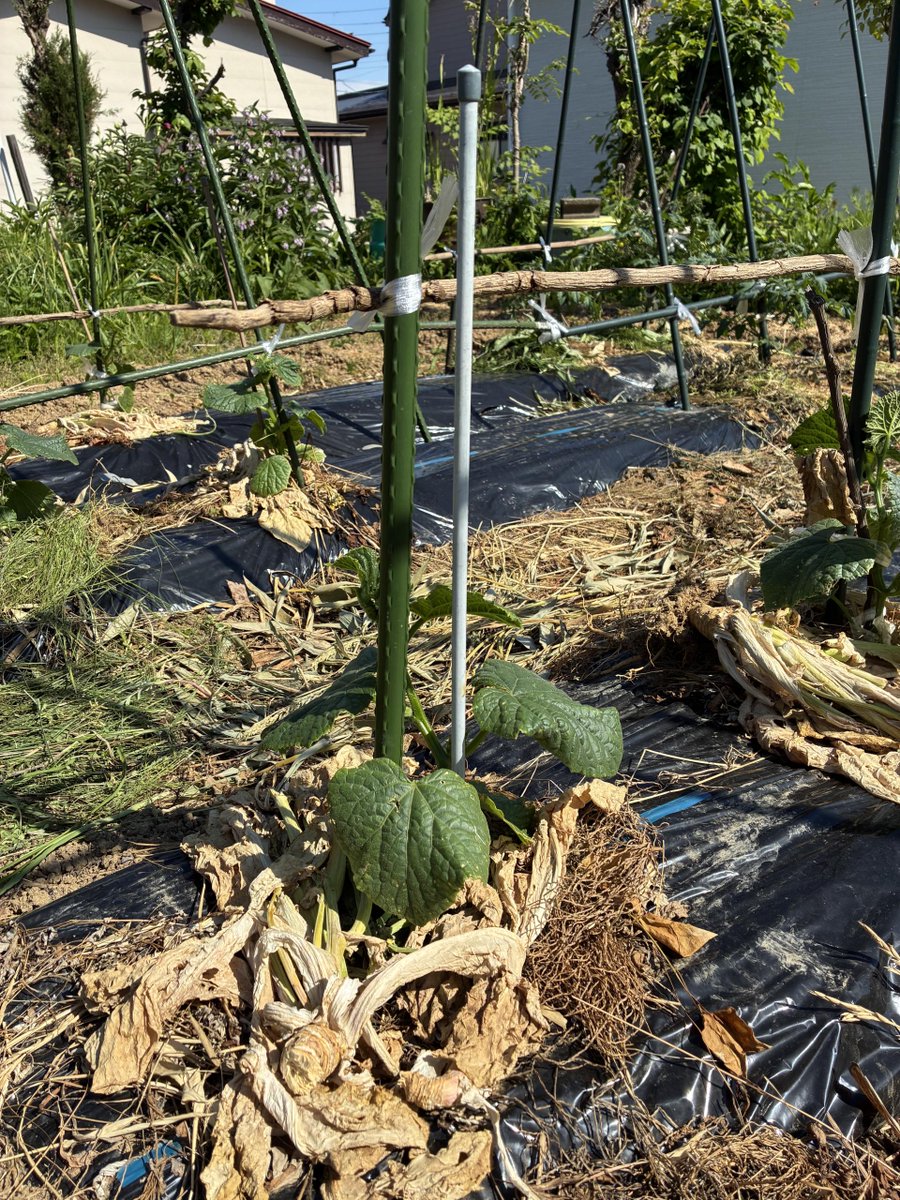 fuziminosugimo's tweet photo. ゴールデンカムイから 
生き抜く力を学ぶお話し 第8回

トマトときゅうりを植え替えて20日
 幾度か“誘引”を施した結果、
青い実がぷっくりと顔を出しやがった

俺の目が届かなくても
自ら育つ、自ら実る
楽しくなってきたぜ！

本日の写真はコレ！
上段が植え替え時
下段が20日後

＃野菜栽培 https://t.co/JlW7JQAwyT