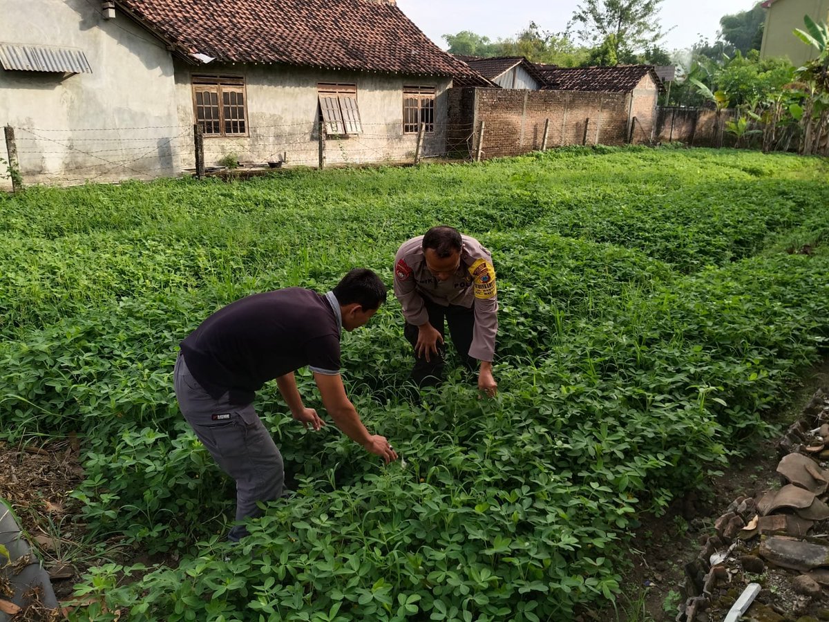 Hoyik5's tweet photo. Bhabin Banaran Balerejo mendukung lahan produktif, petani semangat, ketahanan pangan semakin kuat
#ketahananpangan
#swasembadapangan
#astacita
#ketahananpanganpolresmadiun
#KabupatenMadiun
#PolresMadiun
#JawaTimur https://t.co/BtO3jhsezk