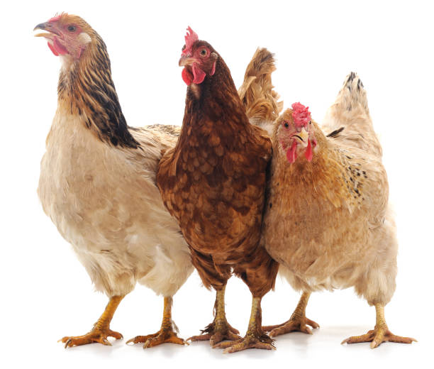 atarief91's tweet photo. @ListiiTheGreat @SuitedAk @Truthisbit8tqh @IHTAcast @GodLogic_GL @CanyonMimbs You are the one coping who rejected the regular way of counting. Now how many chickens using relative identity? https://t.co/dNqax0DN3Q