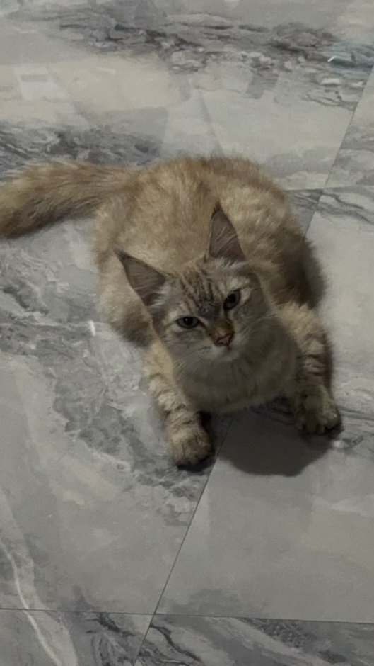 maylapaper's tweet photo. Open Adopt untuk Cat Lover DOM MALANG
syarat
1. Harus sayang kucing
2. Bisa kasi makan
3. Bisa ngerawat

NO FEE

DM FOR SERIOUS ADOPTER
#CATLOVER #MALANG #adopter #CATADOPT https://t.co/iLM7wQvfv7