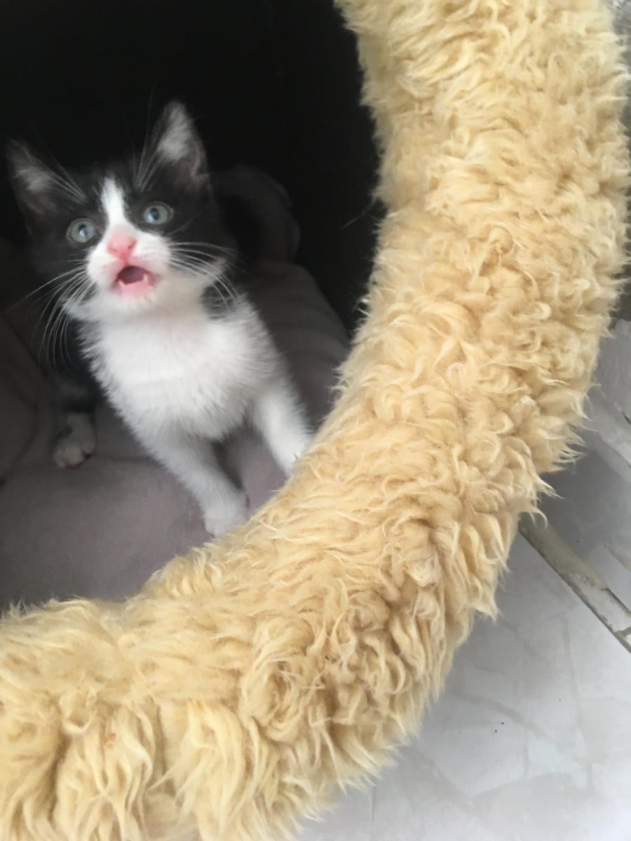 Jascatttt's tweet photo. Dünya güzeli sokağa dönmesin. Vakti daraldı. 2 aylık bir kız. Ömürlük yuvasını arıyorum. Maltepe İstanbul https://t.co/n9EVwCR9UH