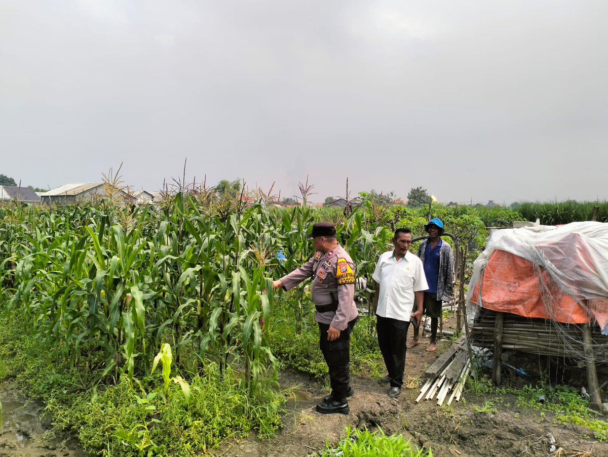 HumasBuduran's tweet photo. Bhabinkamtibmas Desa Gamping Polresta Sidoarjo Pantau Pertumbuhan Jagung, Dukung Program Ketahanan Pangan dan Swasembada Pangan Bersama Petani di Sidoarjo
#ketahananpangan
#polrestasidoarjo
#swasembadapangan
#polisicintapetani
#astacitapresiden https://t.co/R0X07iy3IN