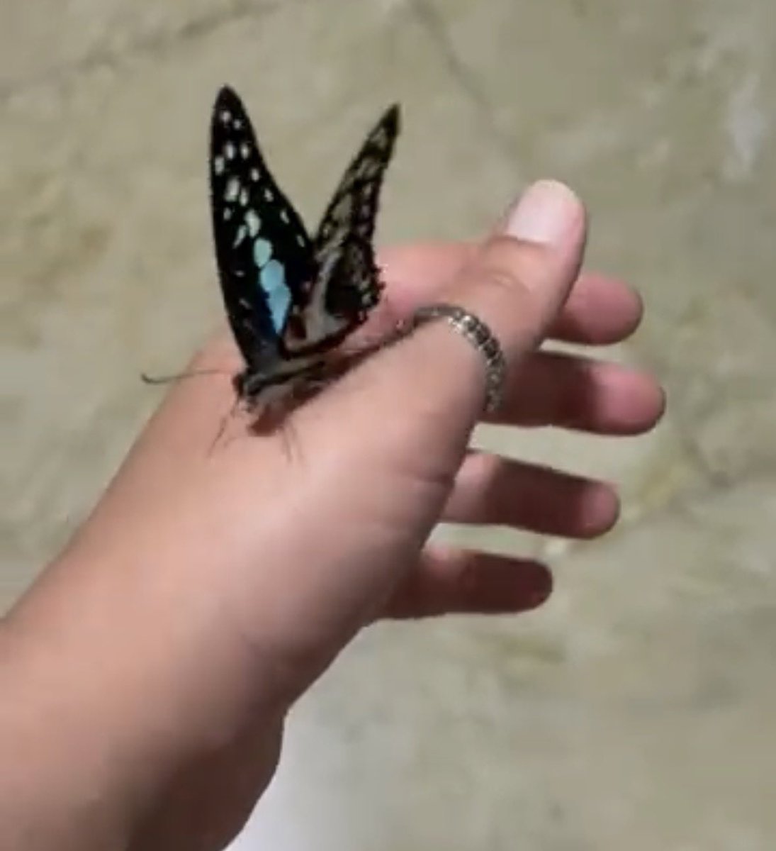 Scherry_Sc's tweet photo. What does it feel like to be trusted by a gentle creature? She walked all over my hand 🌼.. Simple things make me tear up ❤️❤️❤️🎶🎶🎶
#butterflymoments https://t.co/xKHfiTcSCy