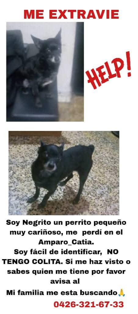 PerroUsuario's tweet photo. Se busca en Catia Caracas https://t.co/1c3tdPHw53