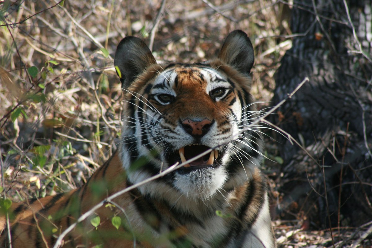 down2earthindia's tweet photo. OPINION

Big cat diplomacy: Protecting tigers, lions, leopards and other big cats is not just about saving iconic species. It is about safeguarding ecosystems, securing livelihoods and strengthening planetary health.

India’s conservation experience shows that large carnivores can survive — and recover — even in densely populated and development-intensive landscapes. But this success depends on more than numbers. It requires habitat protection, community participation, conflict mitigation and policies that recognise the needs of people living alongside wildlife.

S P Yadav, director general of the International Big Cat Alliance, argues that big cat conservation must be seen as a global ecological and developmental priority — one that links biodiversity, climate resilience and human wellbeing.

https://t.co/6zJOboFZkp

#BigCats #TigerConservation #WildlifeConservation #Biodiversity #PlanetaryHealth #HumanWildlifeConflict #Ecosystems #Conservation #India #InternationalBigCatAlliance