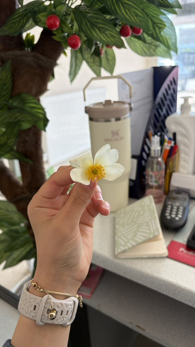 beyzakbey's tweet photo. Minik hastam önce çekinerek cebinden çıkardığı bu çiçeği bana uzattı. Sonra uzun uzun sohbet ettik. Çıkarken annesine dönüp “Ben bu ablayı çok sevdim.” dedi. İşte bazen bir küçücük çiçek, bir gülümseme ve birkaç güzel söz bütün yorgunluğa değer. https://t.co/y9JZv8WxcI