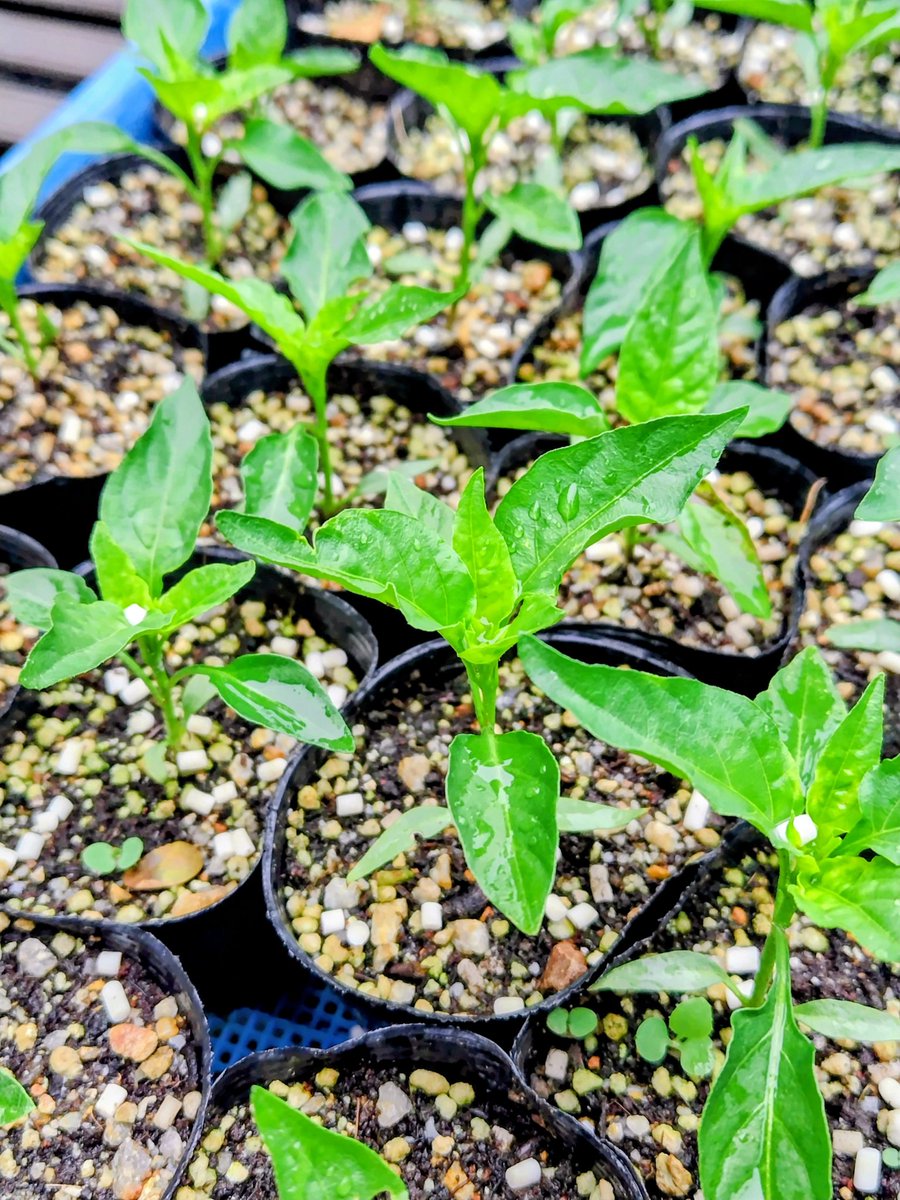CcFpxs's tweet photo. ツヤツヤに輝く香川本鷹の苗たち🌱✨

​実は近々
知人のプロの農家さんのもとへ
「お嫁入り」します！🌶️✨

手塩にかけた我が子を
手放すようで少し寂しいけれど
広い大地で大化けしてくるんだよ…！
という親心の気分

​プロの畑で揉まれてこーい！
いってらっしゃい！

#家庭菜園
#野菜
#香川本鷹 https://t.co/zgGUhr9NID