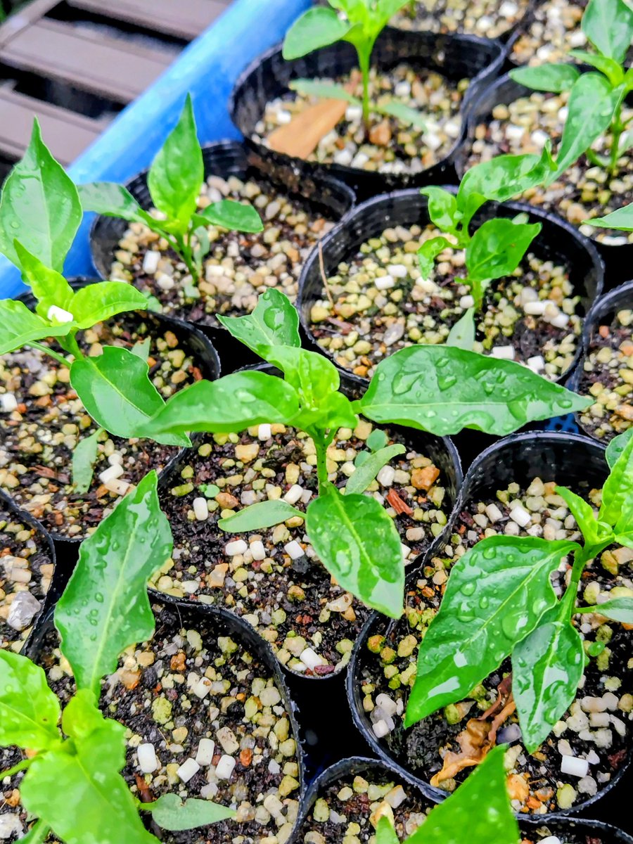 CcFpxs's tweet photo. ツヤツヤに輝く香川本鷹の苗たち🌱✨

​実は近々
知人のプロの農家さんのもとへ
「お嫁入り」します！🌶️✨

手塩にかけた我が子を
手放すようで少し寂しいけれど
広い大地で大化けしてくるんだよ…！
という親心の気分

​プロの畑で揉まれてこーい！
いってらっしゃい！

#家庭菜園
#野菜
#香川本鷹 https://t.co/zgGUhr9NID
