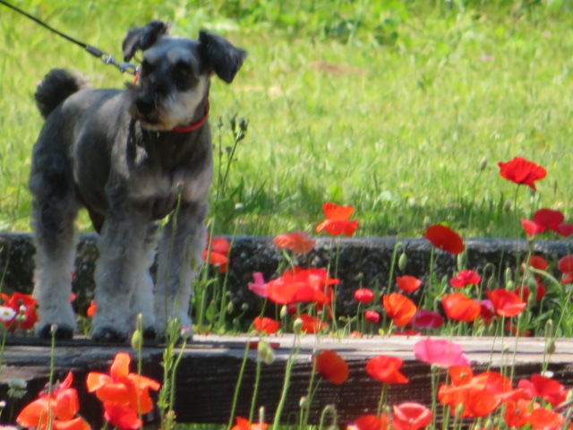 ujicyan's tweet photo. 香り立つ花々に包まれて

犬が尻尾をゆらゆら振りながら
歩いていく
のんびり口笛を吹くように・・
少し鼻先を花に近づけ
くんくんと匂いを確かめては
またとことこ前に進む

リードの先では
犬がときどき振り返って
楽しいねと言っているような
顔をしていた

常陸大宮市ポピー畑にて https://t.co/CKWwdzfqmy