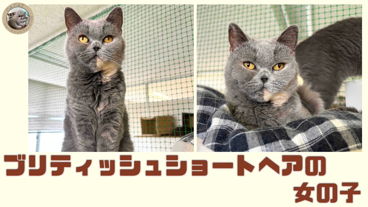 CAHAPPYCAT's tweet photo. YouTubeに新しい動画を公開しました📺
https://t.co/XKmXqoqKzR

今回は2020/4/7生まれのブリティッシュートヘアの女の子をご紹介しております💕
撫でられるのが大好きな猫ちゃんです🐱
ぜひご覧ください♪

＃ブリティッシュートヘア　＃女の子　＃猫動画
＃猫好きさんと繋がりたい https://t.co/4LILV0DTha