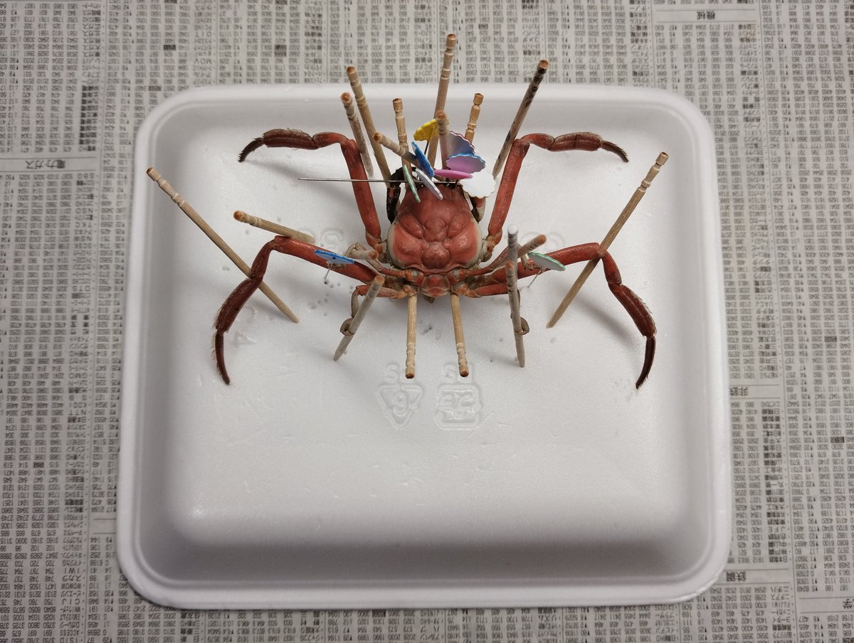 RickyPowerstone's tweet photo. ボイルして展脚。
ヘイケガニは甲羅の外し方がわからないから、除肉せずにそのまま乾燥。 https://t.co/HTUTz8nOn5