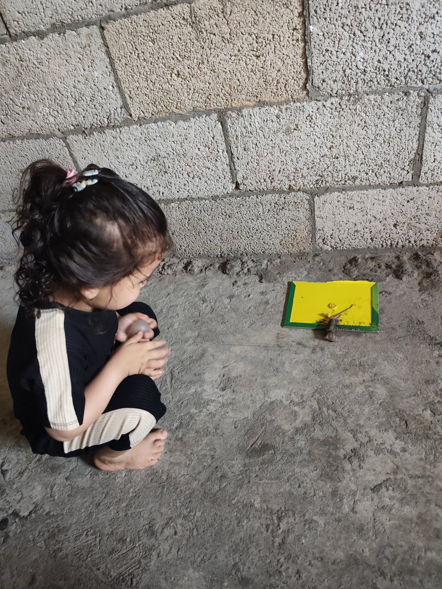 HaithamElmasri1's tweet photo. We are living through a reality that is beyond words, a reality unlike any suffering known elsewhere in the world. As we struggle every day simply to survive, rats and rodents have become a relentless nightmare that follows us at every moment.

They devour the little food we have left—the same food we fight desperately to obtain for our hungry children. They tear apart the few clothes we still possess, and they rip through our fragile tents without mercy, leaving our families and children exposed to fear, insecurity, and harsh conditions.