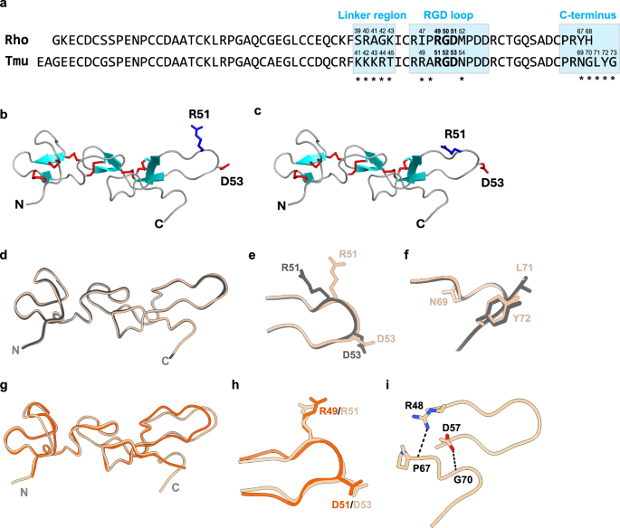 CommsBio's tweet photo. Structural basis for the differential recognition of integrin αvβ3 by rhodostomin and trimucrin: Communications Biology, Published online: 27 April 2026; doi:10.1038/s42003-026-10139-6Rhodostomin and Trimucrin are disintegrins that inhibit integrins… https://t.co/rDDi9rd8M9 https://t.co/2mMhJXczvW