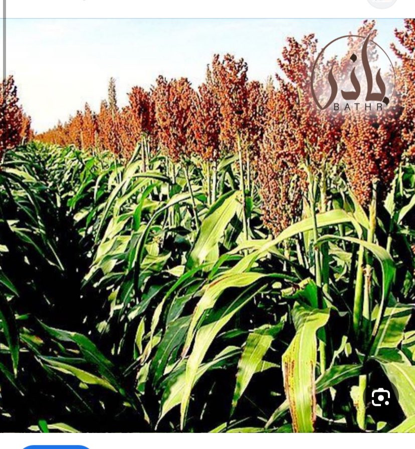 JUc8f's tweet photo. ثم طرأت بعد ذلك الذرة والحنطة والأرز، فقد جاء ذكر الذرة في "الأم" للشافعي المتوفى سنة ٢٠٤هـ، وهو قريب من عهد النبوة وهو من سكان مصر، وجاء ذكر الأرز والدخن في "المغني" لابن قدامة ت٦٢٠هـ وهو شامي، ولا شك أن الدخن قوتٌ قبل زمن ابن قدامة بمئات السنين. https://t.co/2SdNoLgLRY
