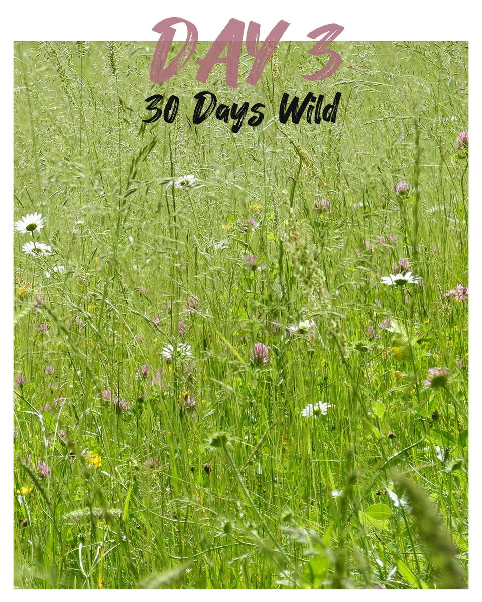 rewildmystreet's tweet photo. Day 3 of #30DaysWild we are turning our attention to '#LetItBloomJune', a wonderful national campaign run by Plantlife(@Love_plants) that naturally follows on from #NoMowMay

Free Rewilding Guides: https://t.co/P3FreFjJnY

#RewildMyStreet #UrbanWildlife #NatureRecovery https://t.co/tzSfDi1bWM