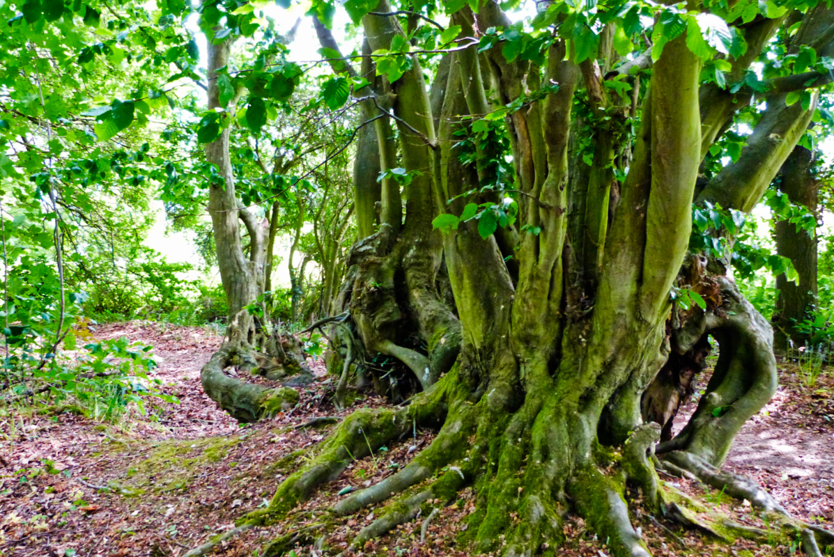 ineebrown51's tweet photo. @DailyPicTheme2 Straining my brain; when and where have I seen a 'gnarly' tree? Oh yes, silly me, I saw one just this Monday. Oaks and thorns make the best 'gnarly', but this is a beech (yes, that is all one tree) #DailyPictureTheme https://t.co/3y5uSt9uVX