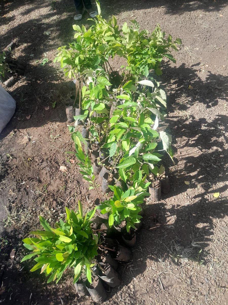 EcoclimateKenya's tweet photo. Today is that day we have long waited and now it's here. Getting right into main activities of the #greenandcleanschools 
Green park establishment in schools for today and tomorrow. Thanks a lot @KeForestService Nakuru, for your support. We got over 200 indigenous tree seedlings https://t.co/LxiFH8PUel