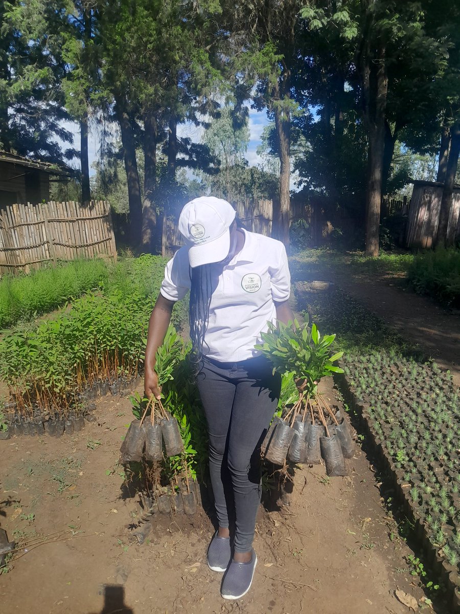 EcoclimateKenya's tweet photo. Today is that day we have long waited and now it's here. Getting right into main activities of the #greenandcleanschools 
Green park establishment in schools for today and tomorrow. Thanks a lot @KeForestService Nakuru, for your support. We got over 200 indigenous tree seedlings https://t.co/LxiFH8PUel