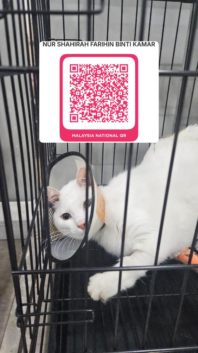 whisperforpaws's tweet photo. @nabilfikran10 @nxjwanasir @samantha_cavill @MirulAm05674851 @itsybitsymin @yemmeow @FiskaYenitaFK_ @kyril_graguks @luarbinari @LindaElleHafiza @niinaabiha @ninashakirax Alhamdulillah Awan dah boleh kencing sendiri. I otw nak pergi discharge Awan. Awan dah ada selera makan tapi dia cirit. So i kena monitor dulu kat rumah. Masih perlukan ‼️rm512‼️ untuk kos rawatan Awan 😔 please help Awan to settle the vet bill 😭 https://t.co/kKefE7BNV9