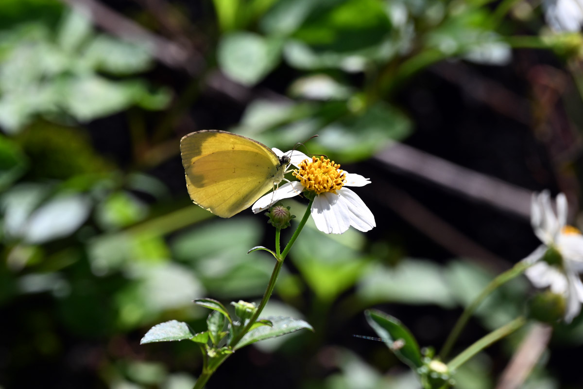 蝶の図鑑（j−nature.jp） tweet media