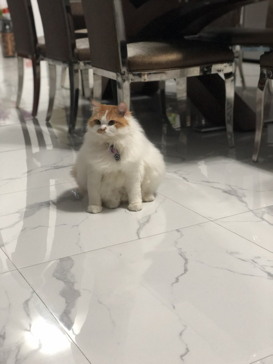 clijeen's tweet photo. Gendut tapi ganteng kan 😽🥰 https://t.co/1X7cqcyKlQ