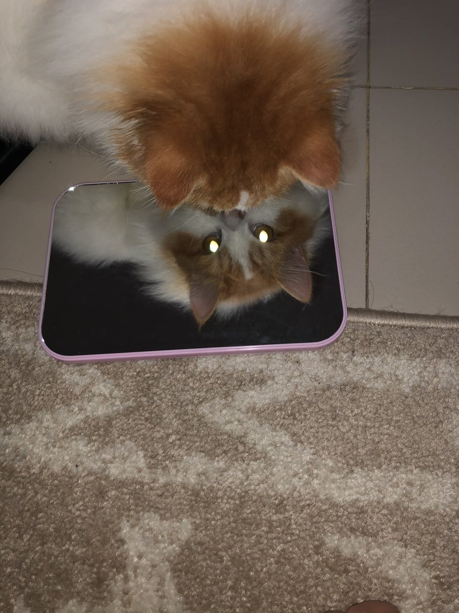 clijeen's tweet photo. Gendut tapi ganteng kan 😽🥰 https://t.co/1X7cqcyKlQ