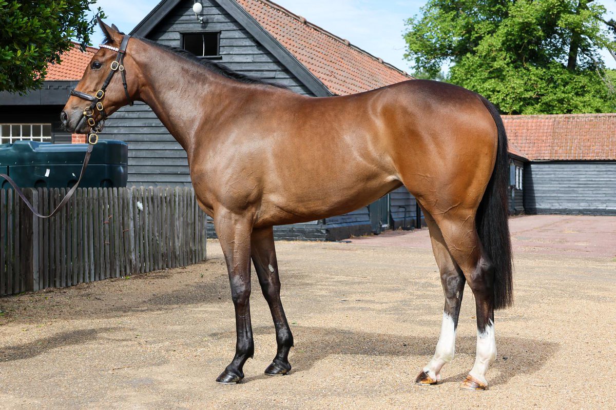 KingsBloodstock's tweet photo. 📰 Today's @rpbloodstock feature breezer, selling 🇫🇷 @aktem_auction Maison Laffitte with @Consignltd Lot 6️⃣4️⃣ https://t.co/HPPYKFXo0H